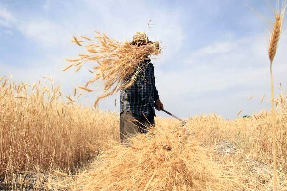 ۴۷۳ هزار تن بذر گندم کیفی بین کشاورزان توزیع می شود