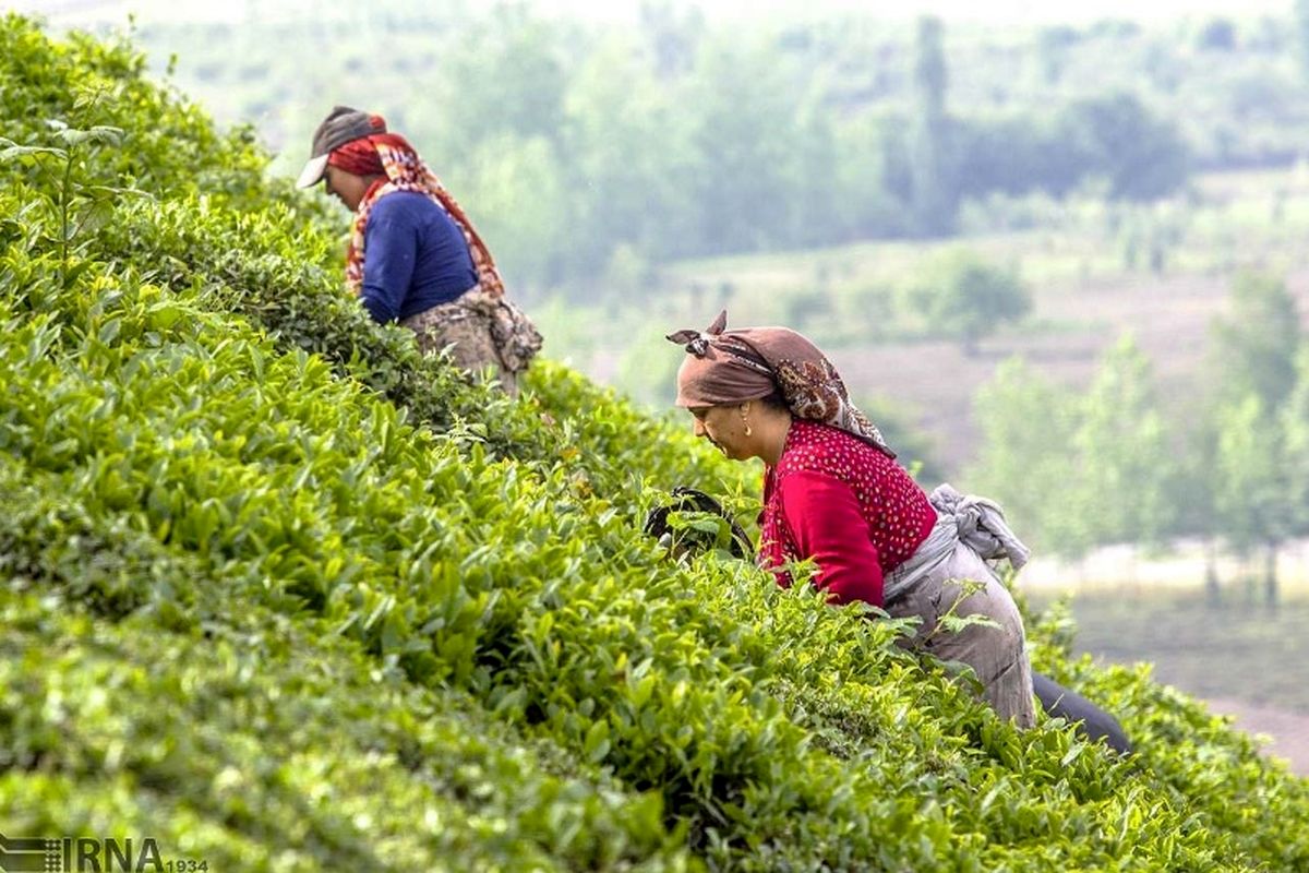 مسوول سازمان توسعه تجارت: صادرات چای داخلی آزاد است