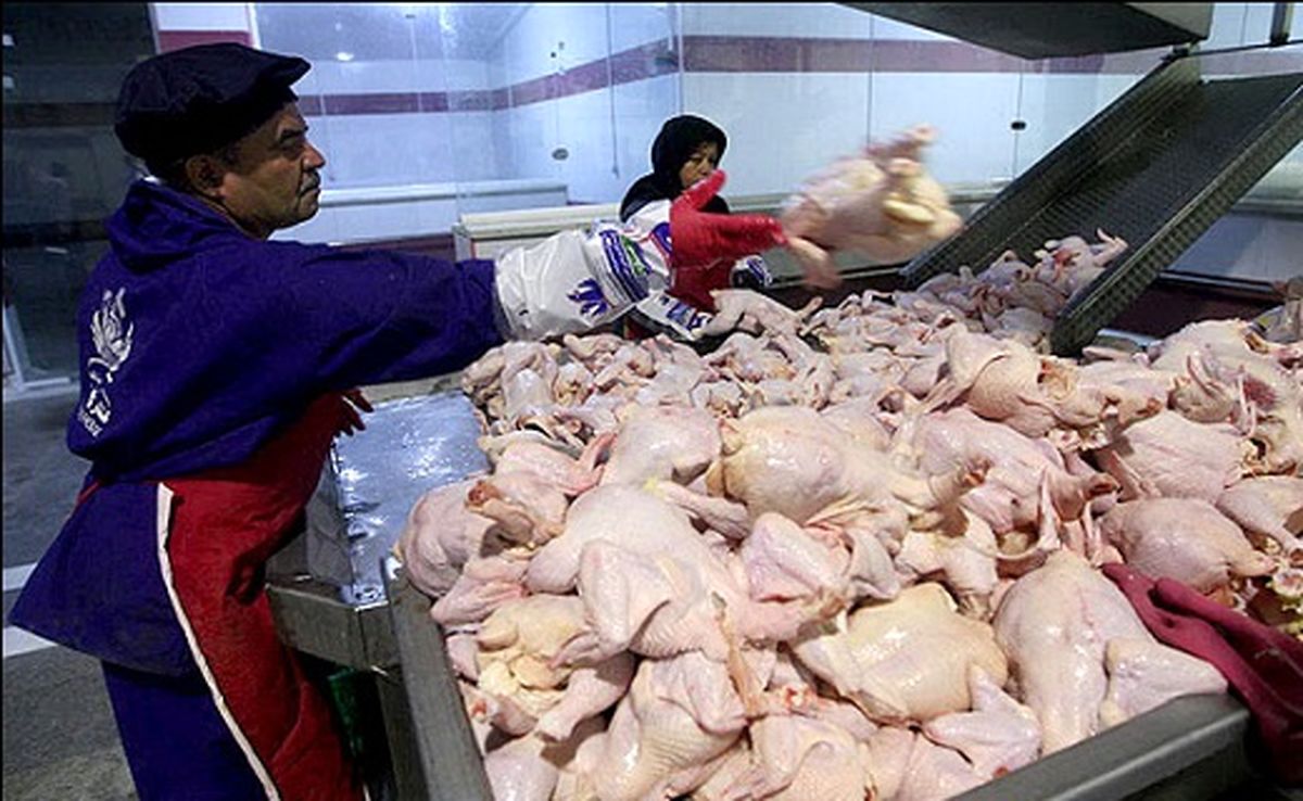 نرخ مرغ ثابت ماند/ قیمت کیلویی ۹,۸۰۰ تومان