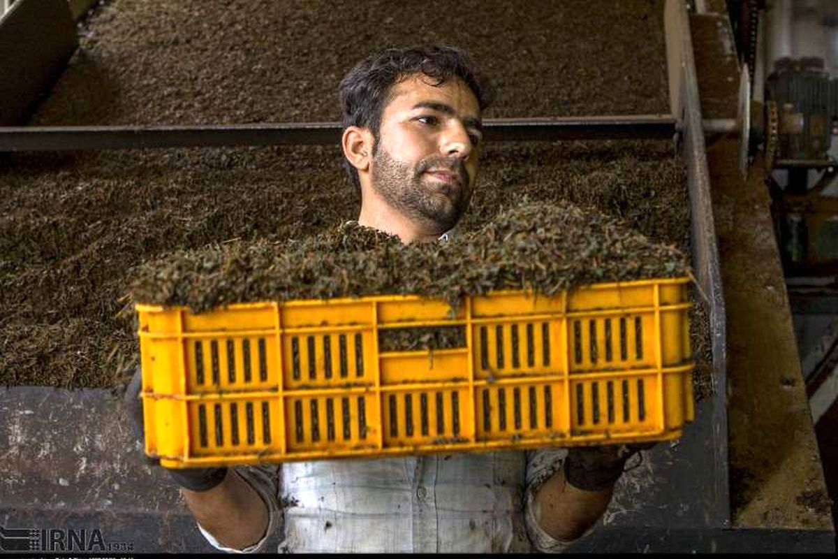 ۹ هزار تن چای خشک ایرانی صادر شد