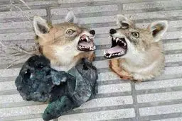 حراج گسترده وحوش خشک‌ شده در فضای مجازی + عکس