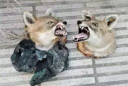 حراج گسترده وحوش خشک‌ شده در فضای مجازی + عکس
