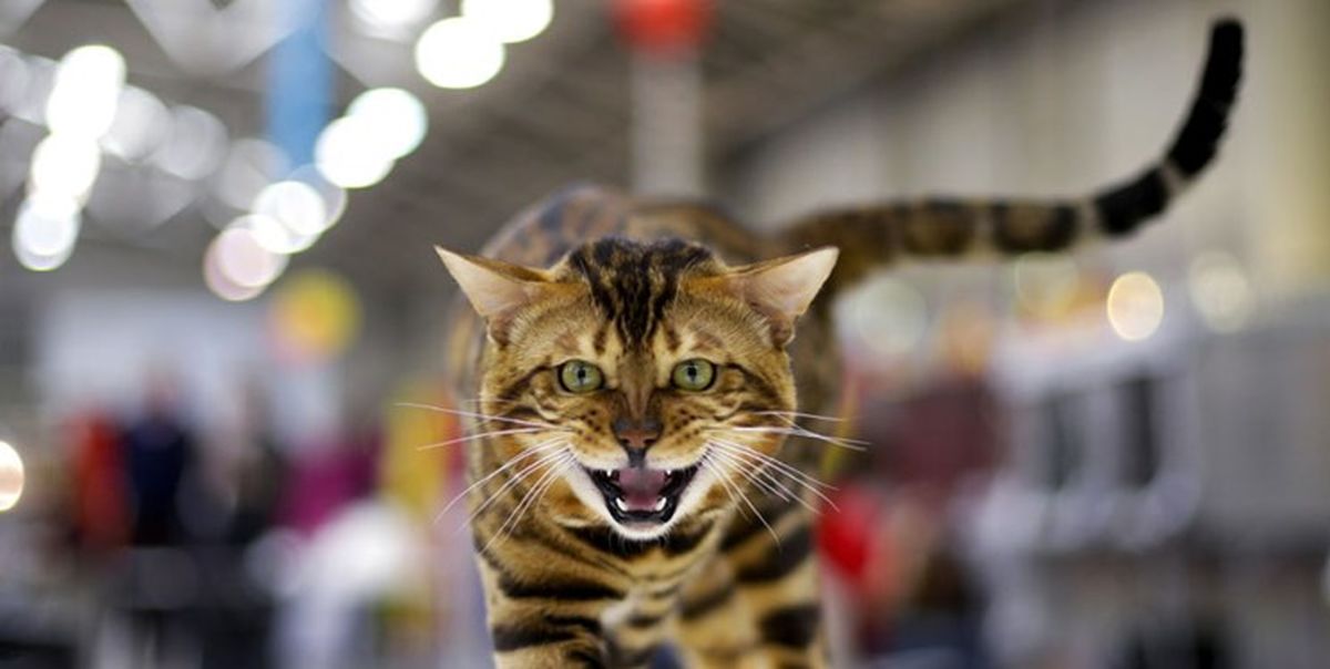 «فشن‌شو گربه‌ها» در پایتخت با مجوزهای دروغین ۱۰۰ صفحه‌ای+ عکس