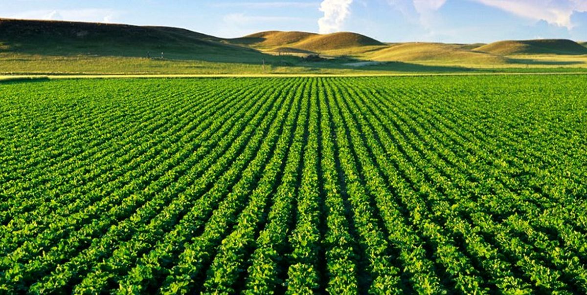 کشاورزی راه‌گشای اقتصاد ایران در شرایط تحریم/غفلت دولت‌ها در توجه به کشاورزی
