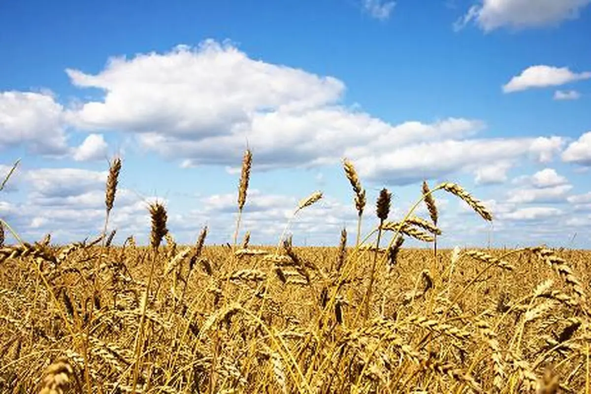سهل انگاری دولت در تعیین نرخ خرید تضمینی گندم