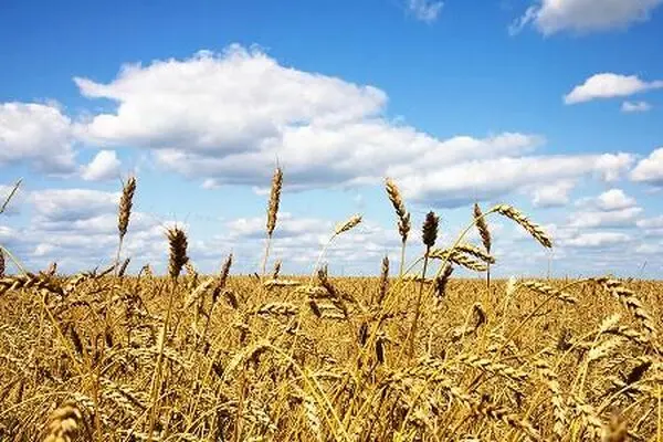 سهل انگاری دولت در تعیین نرخ خرید تضمینی گندم