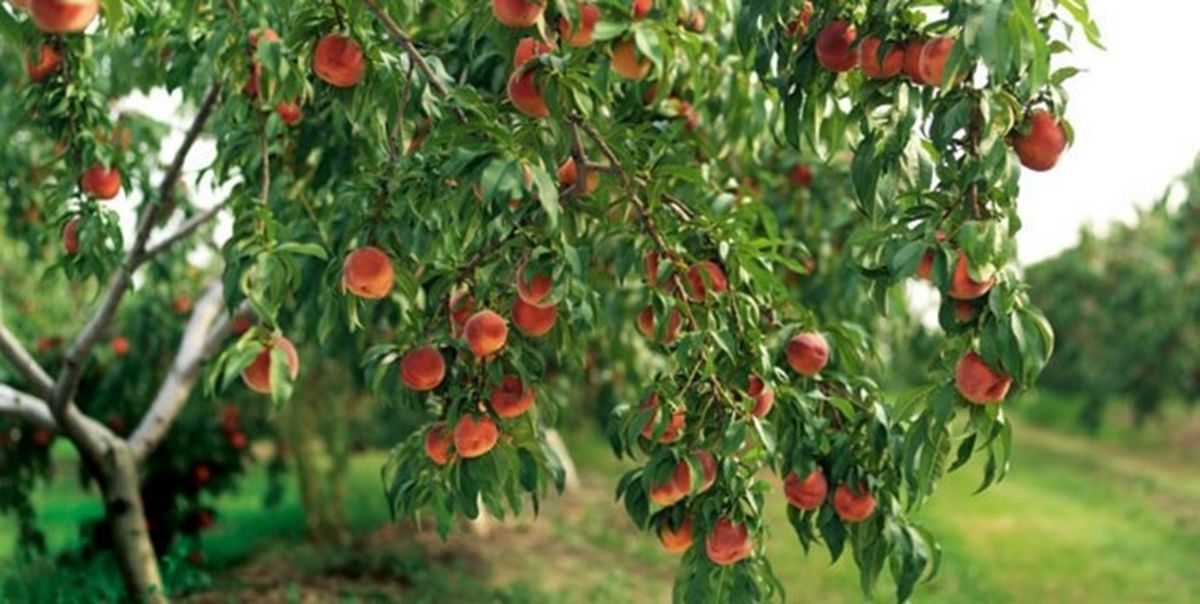 کاشت درختان میوه در پارک‌های فرامنطقه‌ای/ احداث مزارع نمونه در ۱۲۰ بوستان پایتخت