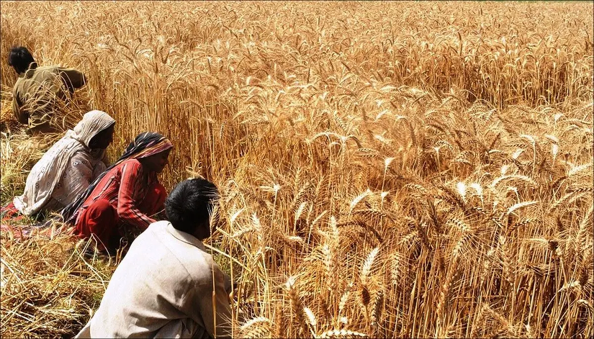 حمایت‌های شکننده دولت از تولید گندم؛ خودکفایی در معرض خطر