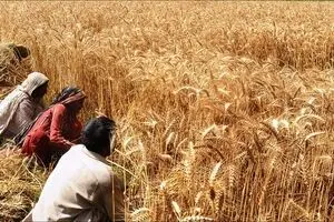 حمایت‌های شکننده دولت از تولید گندم؛ خودکفایی در معرض خطر