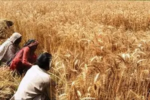 حمایت‌های شکننده دولت از تولید گندم؛ خودکفایی در معرض خطر