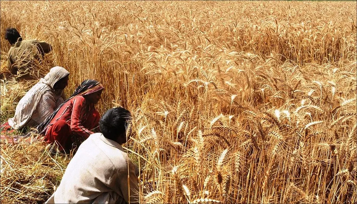 حمایت‌های شکننده دولت از تولید گندم؛ خودکفایی در معرض خطر