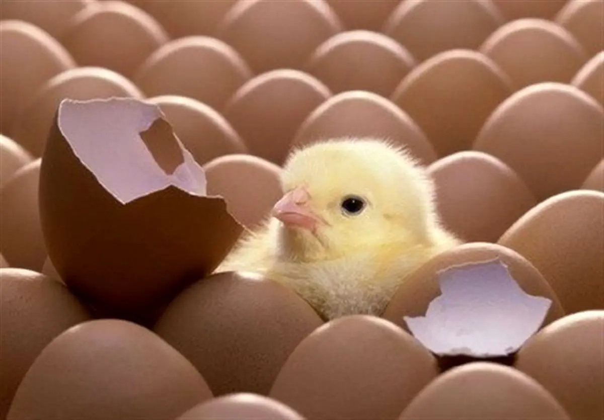 ۲۴۷ میلیون قطعه جوجه‌ریزی در ۲ ماه اخیر انجام شد/ کاهش قیمت مرغ در راه است