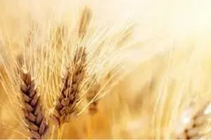 زمینه‌های ارتقای کیفیت گندم، آرد و نان فراهم شده است