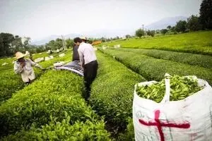 رشد ۳ درصدی واردات چای/قاچاق چای منتفی است