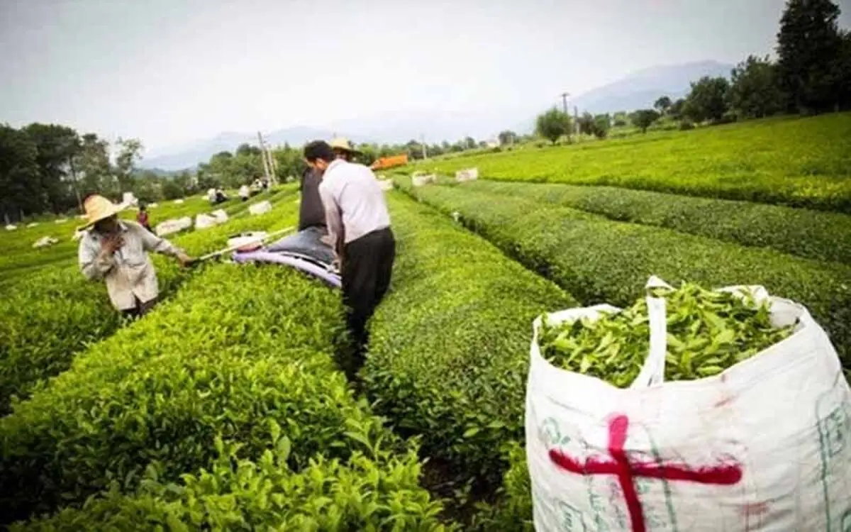 رشد ۳ درصدی واردات چای/قاچاق چای منتفی است