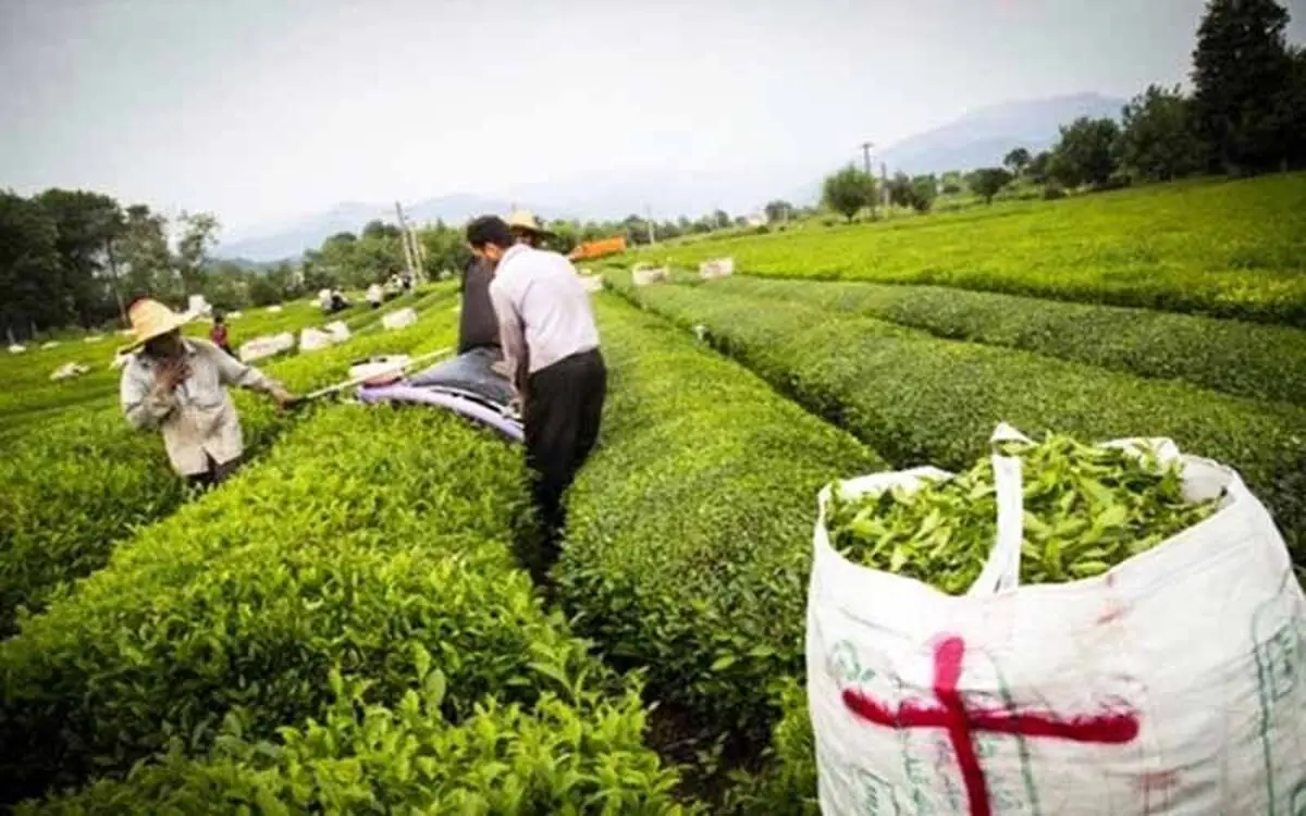 رشد ۳ درصدی واردات چای/قاچاق چای منتفی است