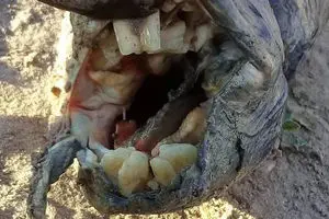 ماهی که دندان‌هایی شبیه انسان دارد +عکس