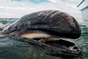 یک اسکلت پهن پیکر نهنگ در راه موزه تنوع زیستی پارک پردیسان است