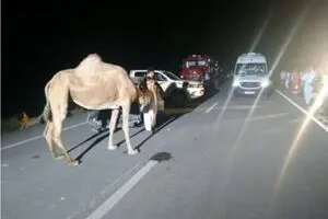 ۵ کشته حاصل تصادف با شتر در جاده زاهدان_میرجاوه