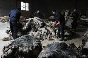 دام ماده صادر می‌شود؟