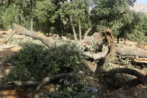 پای چوب‌برها از جنگل‌های شمال بریده شد