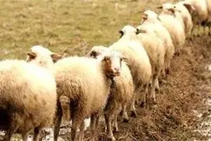 چقدر گوسفند داریم؟
