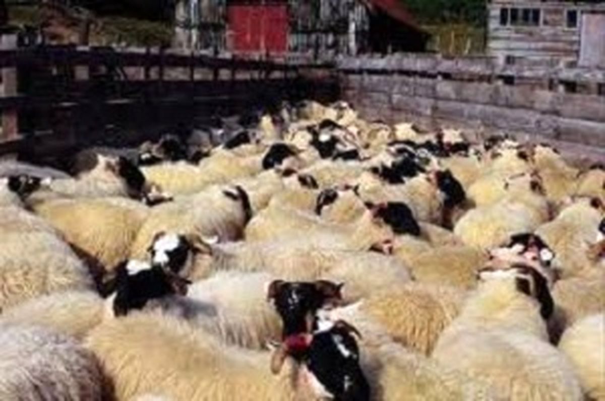۵۰ هزار راس گوسفند از طریق کشتی وارد کشور شد/ادامه واردات تا تعادل بازار