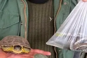 تب «سین» سمندر در سفر هفت سین فروکش کرد/ تجارت مار آبی و لاکپشت شدت گرفت