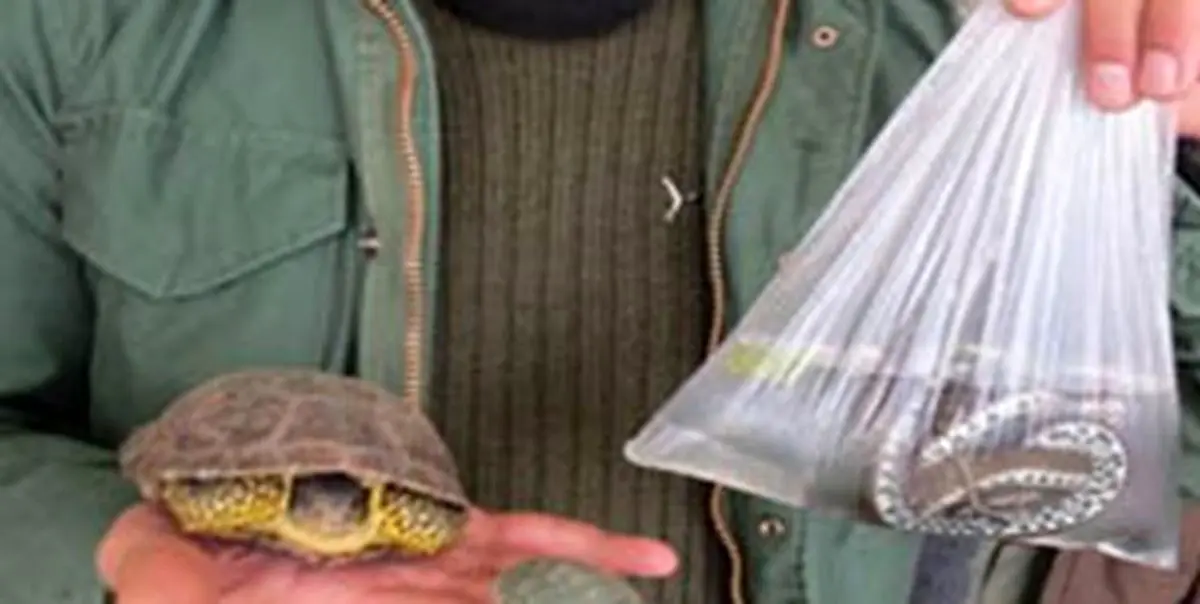 تب «سین» سمندر در سفر هفت سین فروکش کرد/ تجارت مار آبی و لاکپشت شدت گرفت