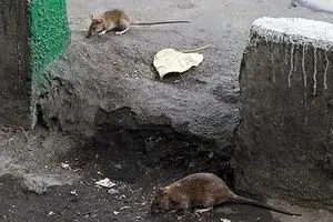 ۴ میلیون موش، همسایه تهرانی‌ها هستند