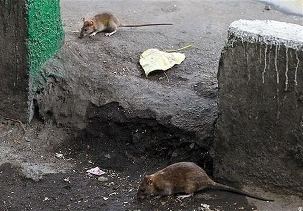 ۴ میلیون موش، همسایه تهرانی‌ها هستند