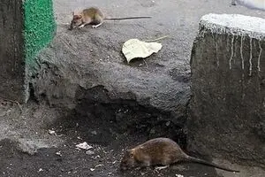 ۴ میلیون موش، همسایه تهرانی‌ها هستند
