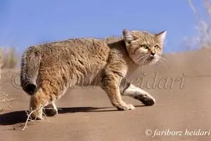 عکاس پیشکسوت حیات‌وحش: 