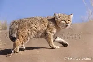 عکاس پیشکسوت حیات‌وحش: 