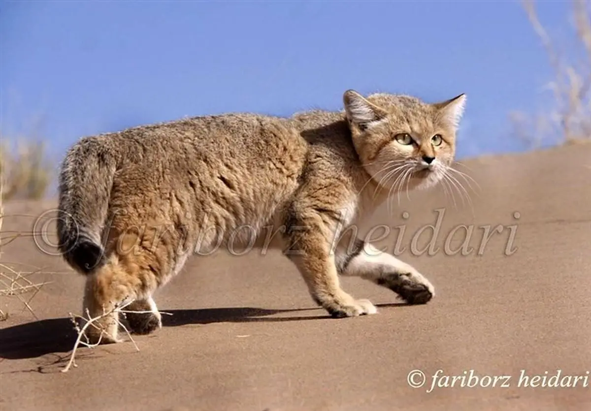 عکاس پیشکسوت حیات‌وحش: "شکار" را خیانتی آشکار در حق حیات وحش می‌دانم/ کاهش شدید جمعیت‌ گونه‌های حیات‌وحش کشور