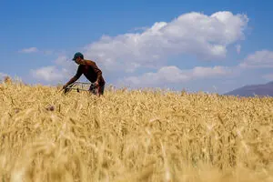 برداشت نوبرانه گندم آغاز شد/ هشدار نسبت به خروج غیر قانونی گندم از مرز‌های کشور