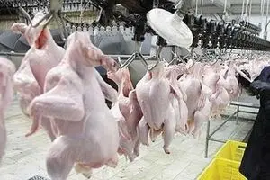 عرضه مرغ تنظیم بازاری همچنان ادامه دارد/کاهش قیمت در بازار