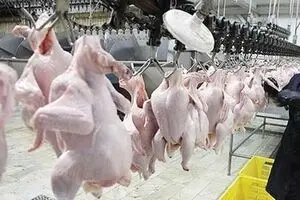 عرضه مرغ تنظیم بازاری همچنان ادامه دارد/کاهش قیمت در بازار