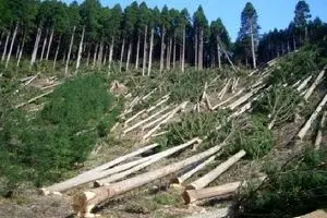 نابودی ۶ نوع جنگل در ایران بر اثر خشکسالی و برداشت بی‌رویه/کاشت تریاک در اراضی جنگلی!