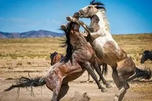 دیدنی‌های ایران در نوروز ۹۸ / روستایی ۱۰۰۰ ساله در کنار دشت اسب‌های وحشی