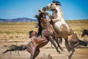 دیدنی‌های ایران در نوروز ۹۸ / روستایی ۱۰۰۰ ساله در کنار دشت اسب‌های وحشی