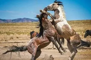 دیدنی‌های ایران در نوروز ۹۸ / روستایی ۱۰۰۰ ساله در کنار دشت اسب‌های وحشی