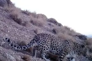 فیروزکوه فقط تنگه‌واشی نیست/بهشت حیات وحش در دو قدمی تهران