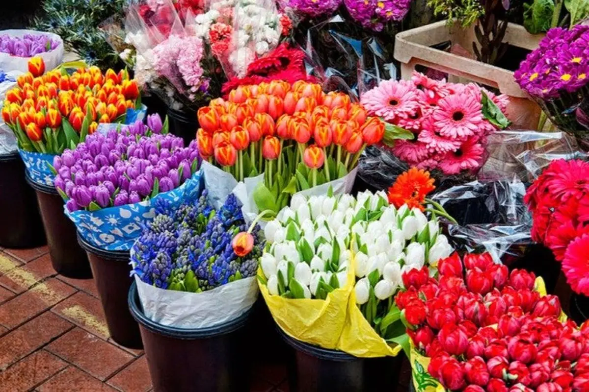 گل ارزان شد/ نرخ مصوب هر شاخه گل رز ۱۲ هزار تومان