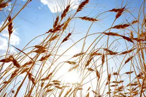 گندم نوبرانه ۹۸ آمد