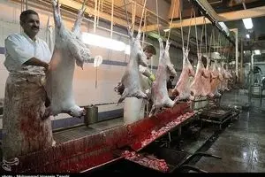 یک کشتارگاه دولتی ۱۱ میلیارد تومان فروخته شد