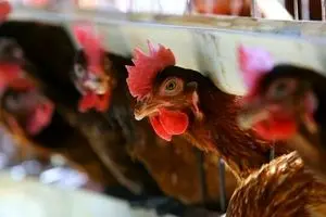 قیمت جهانی گوشت و مرغ چند؟