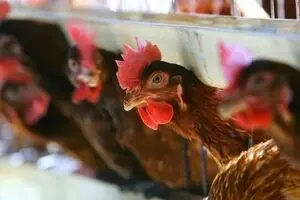 قیمت جهانی گوشت و مرغ چند؟