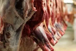 همه انبارهای مرغ و گوشت تنظیم بازاری در سیل سالم ماند