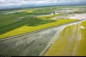 میزان گندم تولیدی کشور مطلوب است